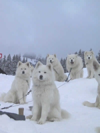 Samojedenrudel